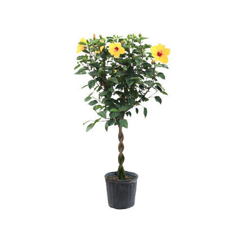 Cub Floral 12" Braided Hibiscus