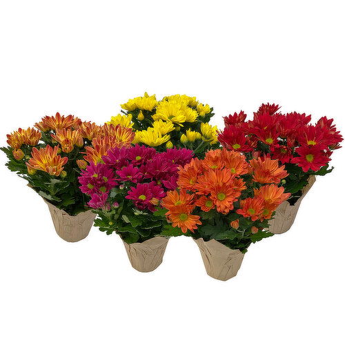 Cub 4.5" Blooming Fall Mums in Pot