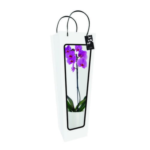 Cub Colorfuzed Orchids in Signature Bag