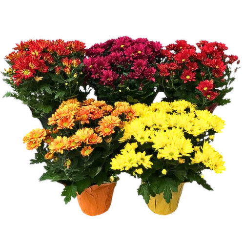 Blooming 6 Inch Assorted Mums